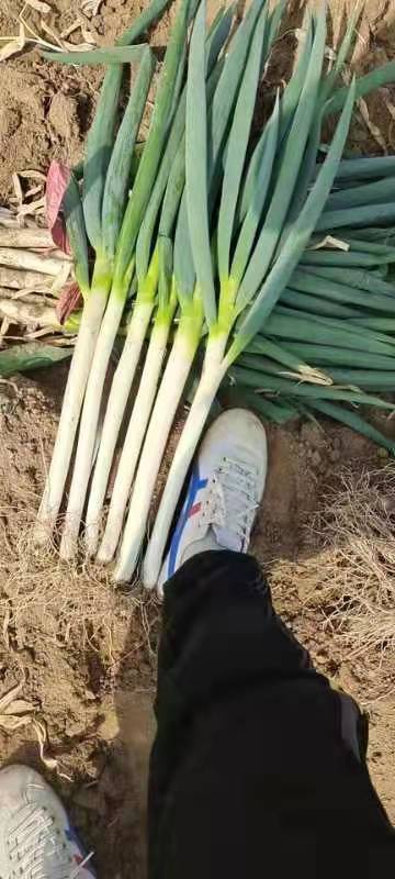 阳谷县大葱钢葱