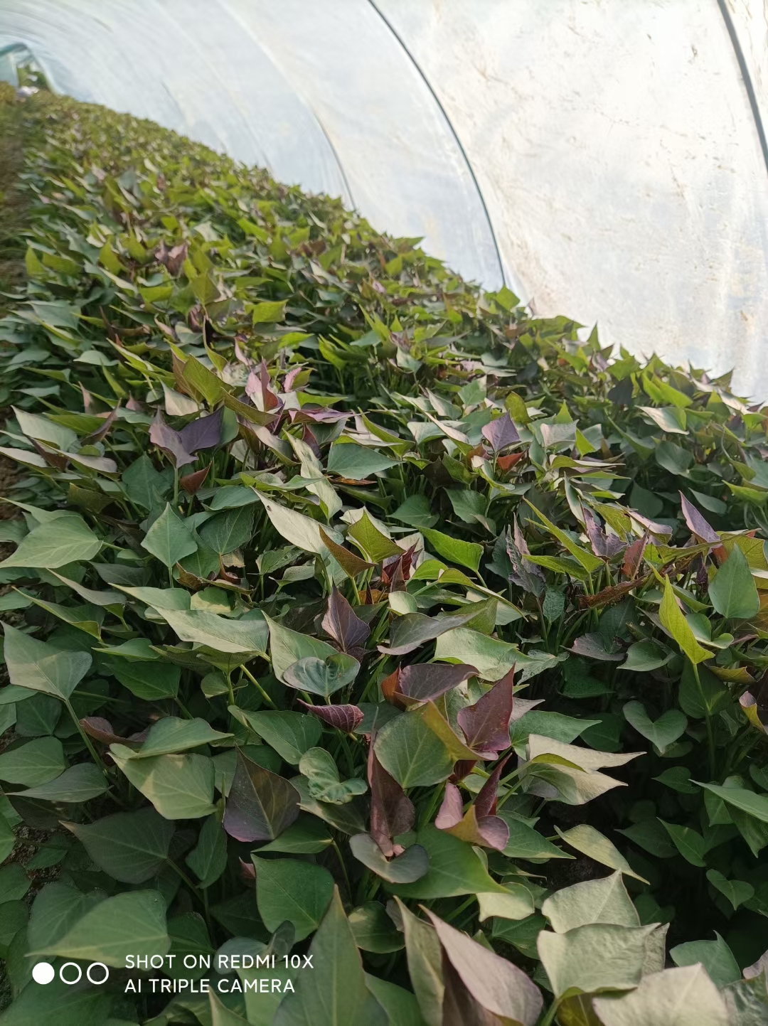 西瓜红红薯苗  红薯苗西瓜红 红薯苗:脱毒哈蜜，六鳌密薯，玛莎莉，商薯19，