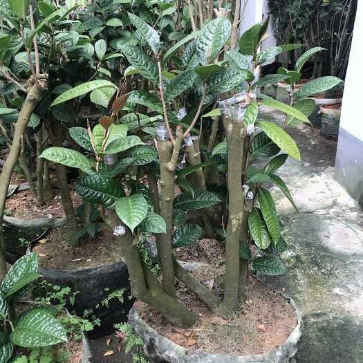 防城港金花茶桩 金花茶纯原生树，树干苍劲有力枝叶茂盛懂行的来！