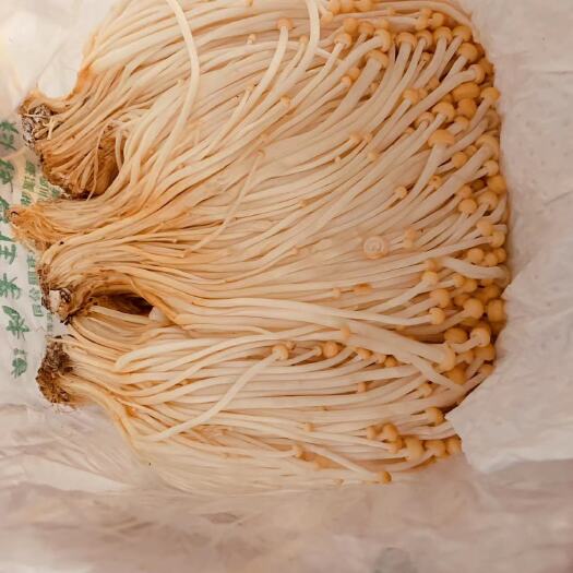 成都骆菌子黄色金针菇