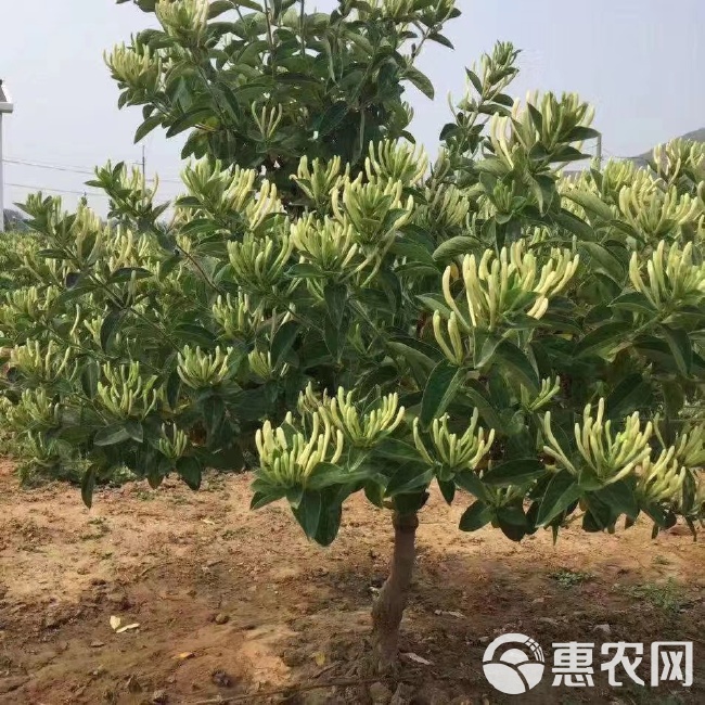 金银花苗 金银花种苗供应