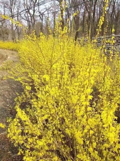 连翘苗 连翘种苗供应