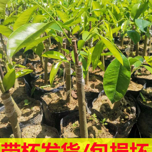 茂名沉香苗 奇楠苗