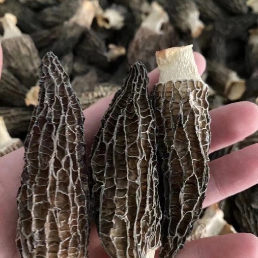 河源羊肚菌6-10