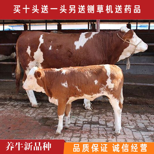 嘉祥县 西门塔尔牛犊，鲁西黄牛，黄牛活苗，品类齐全可视频挑选全国发货