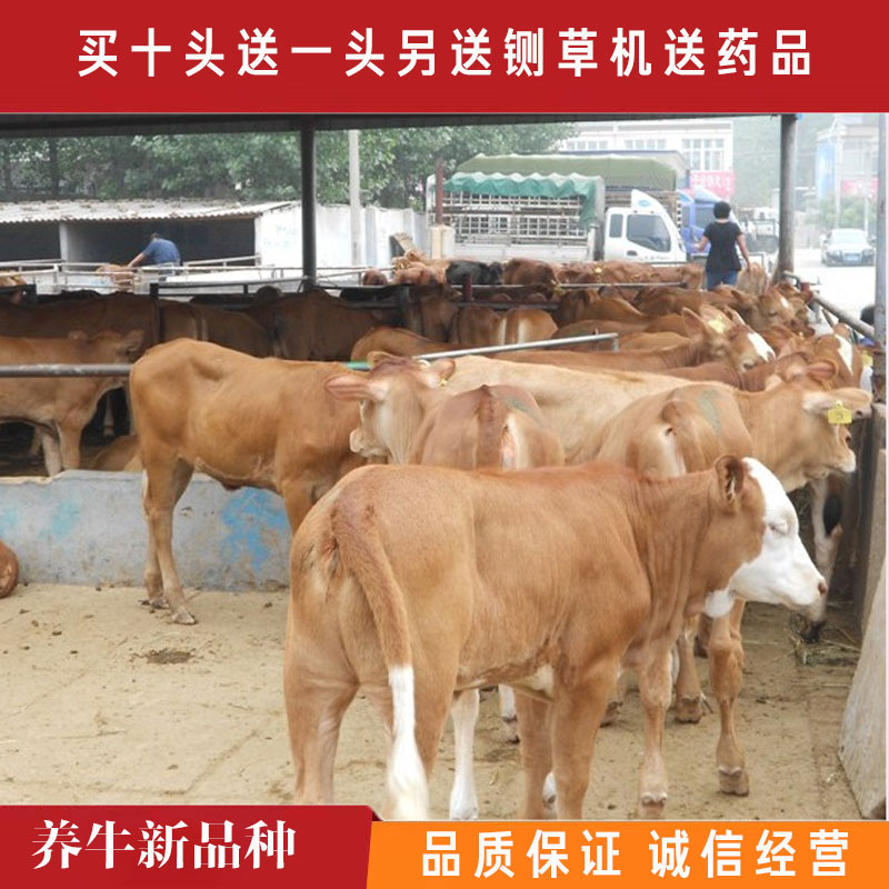  肉牛苗，黄牛活苗，买十头送一头，全国免费送货另送铡草机