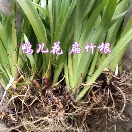 通江县蝴蝶兰 萹竹兰  萹竹根  蝴蝶花  鸢尾花  园林建地绿化