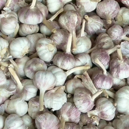 金乡县 紫皮大蒜大量供应