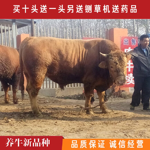 嘉祥县 肉牛犊，活牛出售小牛仔，品类齐全，适应环境能力强包健康好饲养
