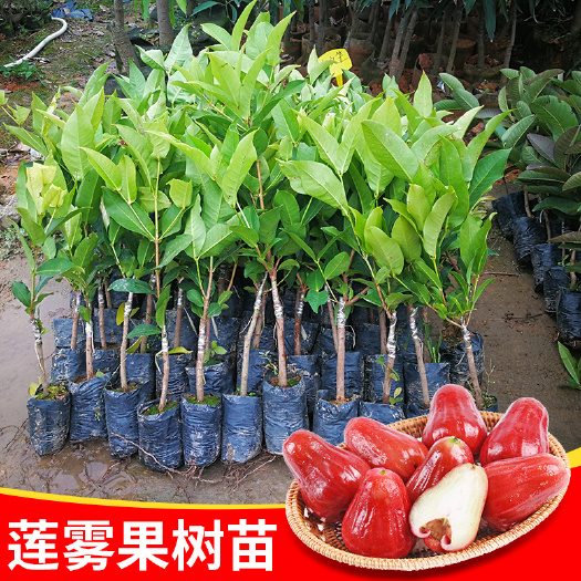 黑糖芭比莲雾苗，黑金刚莲雾，大叶红莲雾嫁接苗，广西莲雾苗