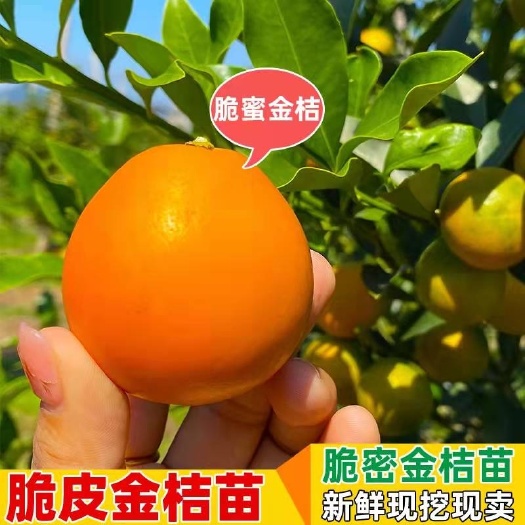 灵山县脆皮金桔苗  脆蜜金柑苗生长强势自己脆爽，味浓甜