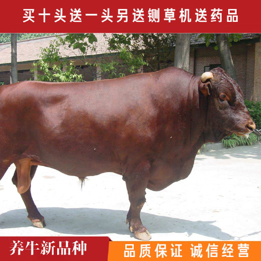 长沙 利木赞牛，牛犊子活牛出售，3-6个月小牛仔出售，全国可以发货