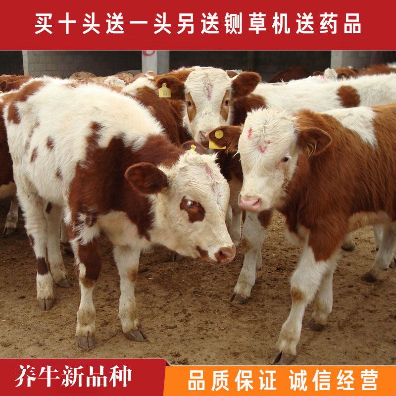  肉牛苗，黄牛活苗，买十头送一头，全国免费送货另送铡草机