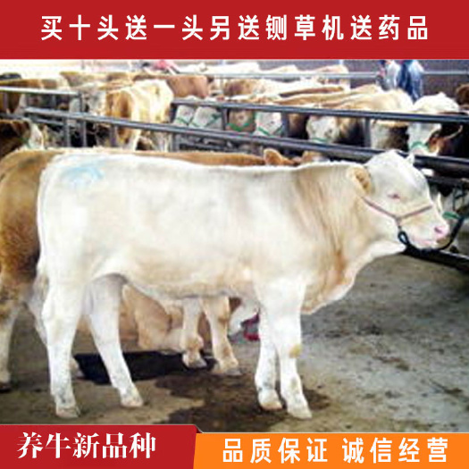 嘉祥县 夏洛莱牛，防疫齐全包健康，品类齐全公母可选，全国发货到家
