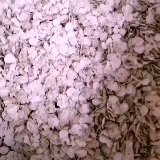 营口金叶榆种子金叶榆种子，芽率好纯度好。好多人都不知道