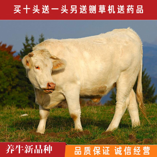 嘉祥县 夏洛莱牛，活牛出售3-6个月小牛仔，可视频挑选全国送货到家