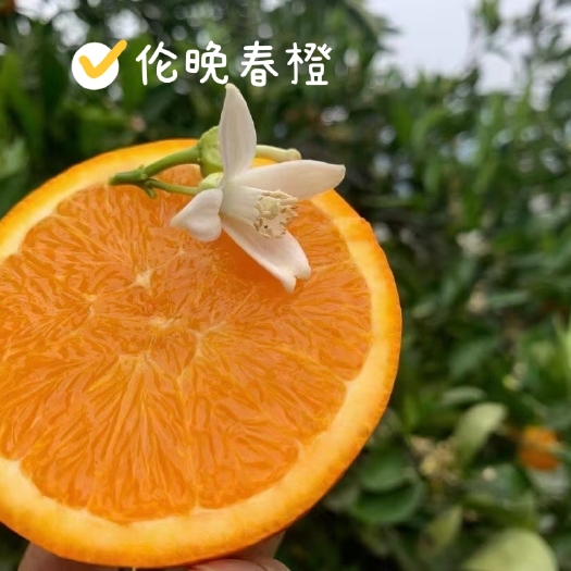 秭归县伦晚脐橙  秭归伦晚春橙夏橙米奈夏橙纯甜化渣树上鲜果产地一手货源保质保量