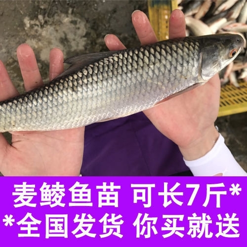 长沙鲮鱼鱼苗 鲮鱼苗土鲮鱼苗泰鲮鱼淡水活体观赏鲮鱼苗包邮路损包赔