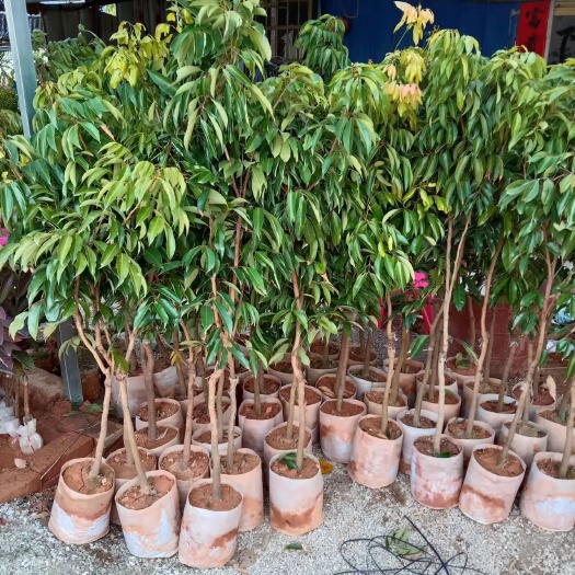 灵山县荔枝苗桂味无核仙进奉荔枝苗