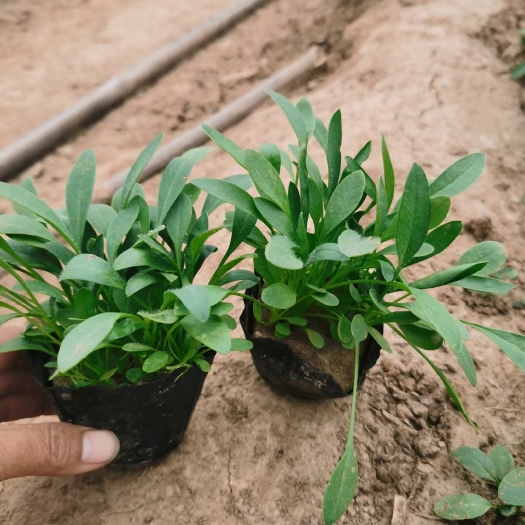 青州市金鸡菊苗 大花金鸡菊
