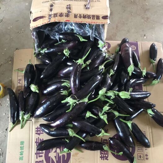 绥中县黑长茄 辽宁绥中县蔬菜基地，茄子一手货源，生鲜超市
