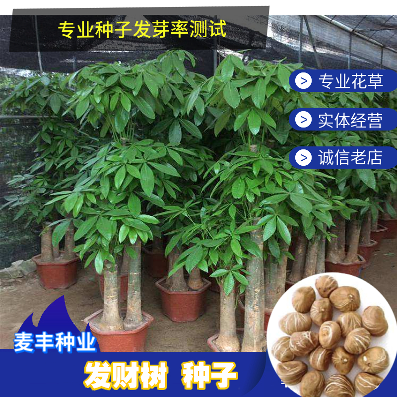 南京发财树种子 厂家促销新采室内绿植盆栽花卉 新鲜饱满四季可播