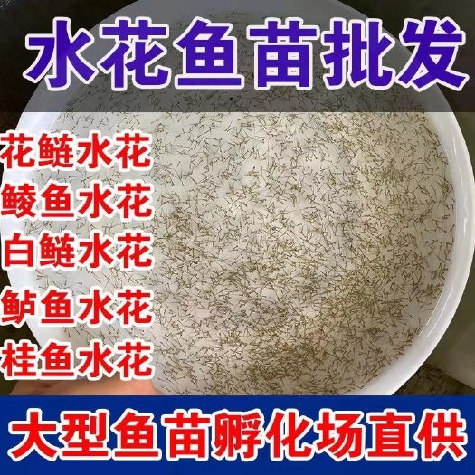 长沙鲮鱼苗草鱼水花鲫鱼水花苗花白鲢水花各类水花苗