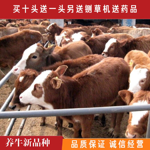 梁山县西门塔尔牛 杂交牛 黄牛 优质肉牛西门塔尔鲁西黄牛全国包送到家包技术