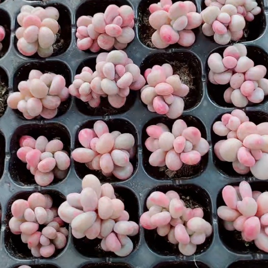 兴仁市多肉植物桃蛋