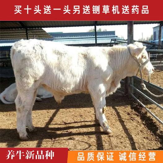 嘉祥县 夏洛莱牛，黄牛活苗，牛犊子活牛出售，全国免费送货到家