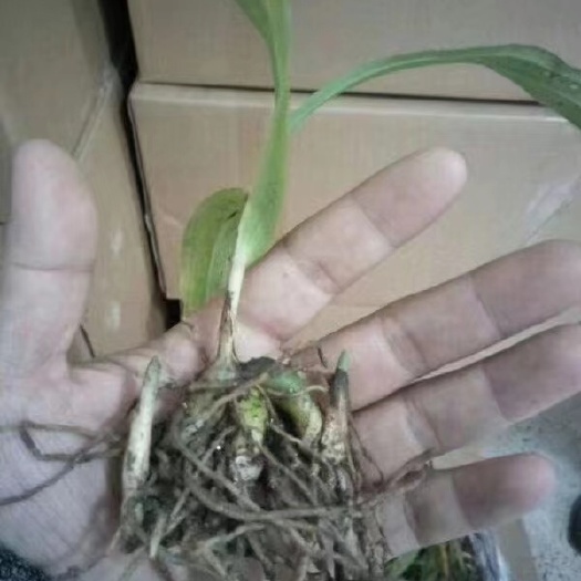 白芨苗 白芨种苗供应