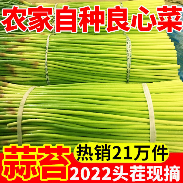 蒜苔【新鲜现摘现发疯狂热销中】绿帽蒜苔红帽蒜台新鲜批发蔬菜