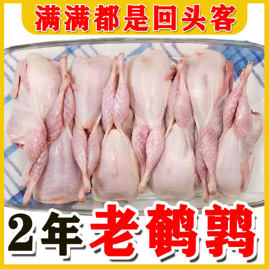 连云港大鹌鹑 现杀鹌鹑放血去内脏 活体新鲜白条鹌鹑肉乳鸽烧烤