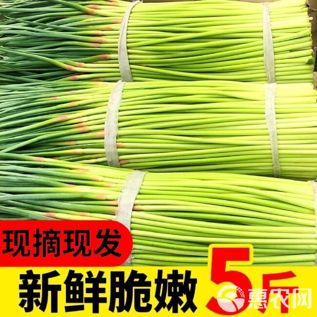 蒜苔【新鲜现摘现发疯狂热销中】绿帽蒜苔红帽蒜台新鲜批发蔬菜