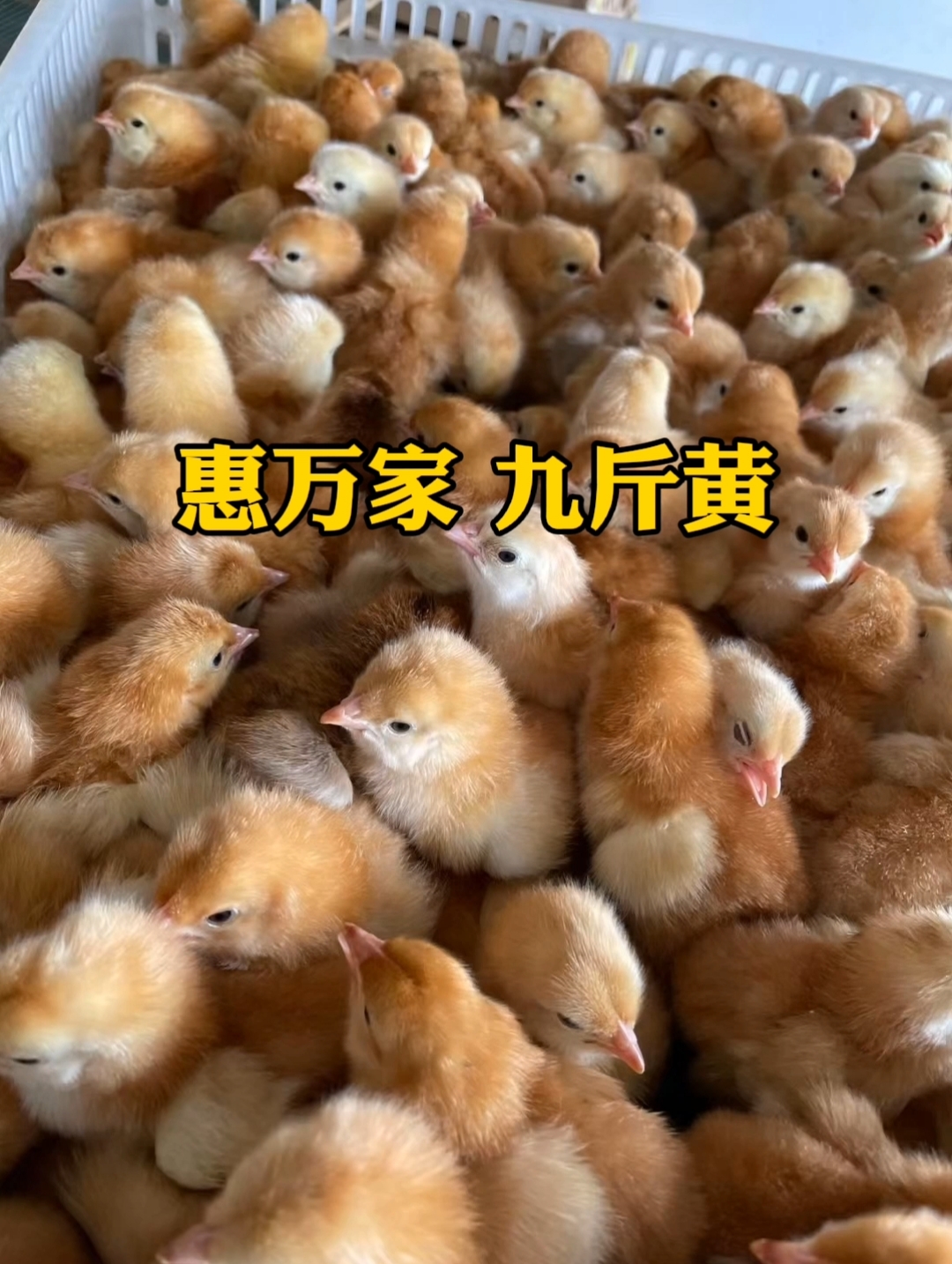 南宁九斤黄鸡苗 九斤红大公鸡苗 公玉380大红公鸡