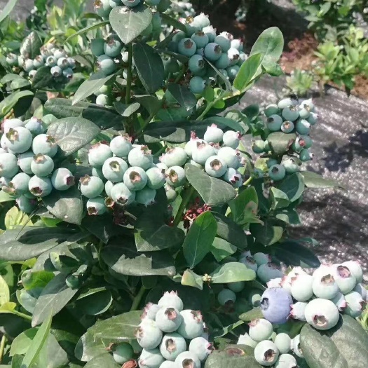 泰安瑞卡蓝莓苗   新品种L蓝莓苗 优瑞卡 珠宝等立明苗木