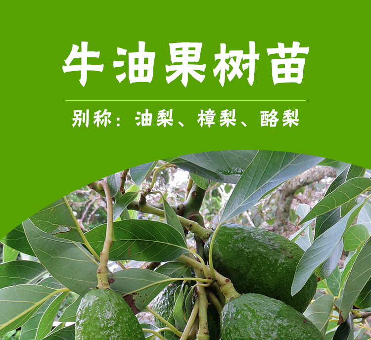 哈斯牛油果苗，桂研油梨嫁接苗，广西牛油果苗，新品种