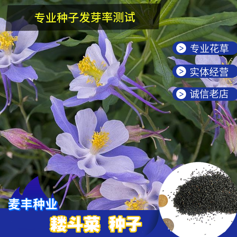 南京耧斗菜种子 猫爪花种子 四季易种花期长 被名字耽误的花卉