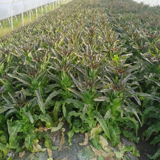 绍兴红叶莴笋，农户自种莴苣