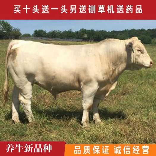 嘉祥县 夏洛莱牛，小牛仔活牛，品类齐全公母都有，可视频挑选全国发货