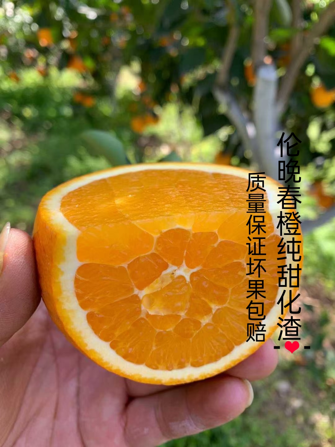 秭归县伦晚脐橙 中华红血橙 树上鲜果 纯甜化渣 产地一手货源