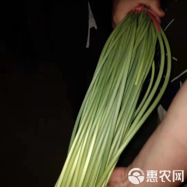 金乡蒜苔，货源充足，专业储存，代发市场