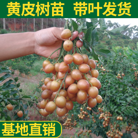 灵山县黑黄皮果苗  黑黄皮苗 香蜜黑黄皮嫁接苗 广西黑金刚黄皮批发