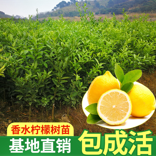 香水柠檬苗 广东香水柠檬香水无籽青柠嫁接苗