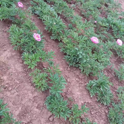 仁寿县 芍药种苗供应