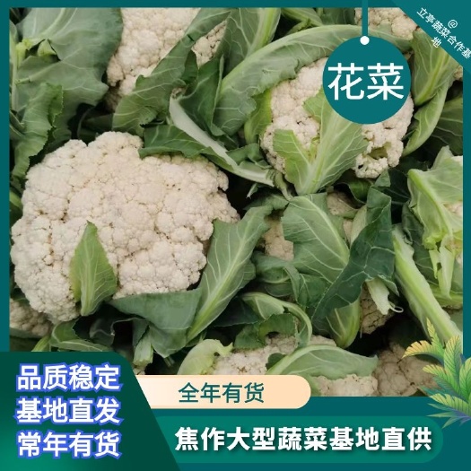 博爱县有机花，白花菜花，产地推荐货源，一手货源，量大价优