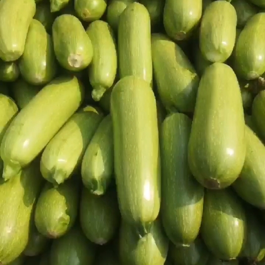 博爱县精品绿皮西葫芦，瓜条长颜色绿果型好，基地大量直接供货，价格
