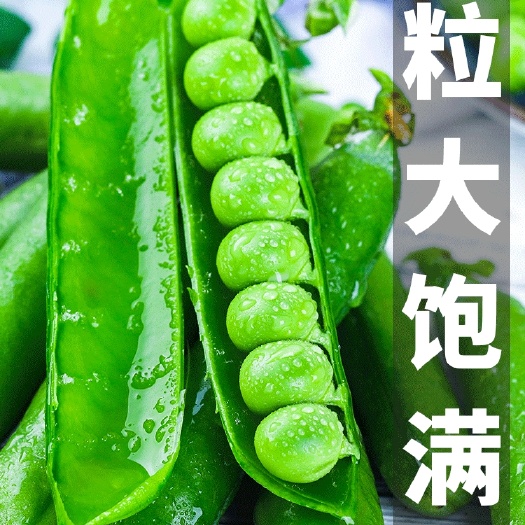新野县青豌豆，豌豆荚，大量上市，基地直供，颗粒饱满，现摘现发！