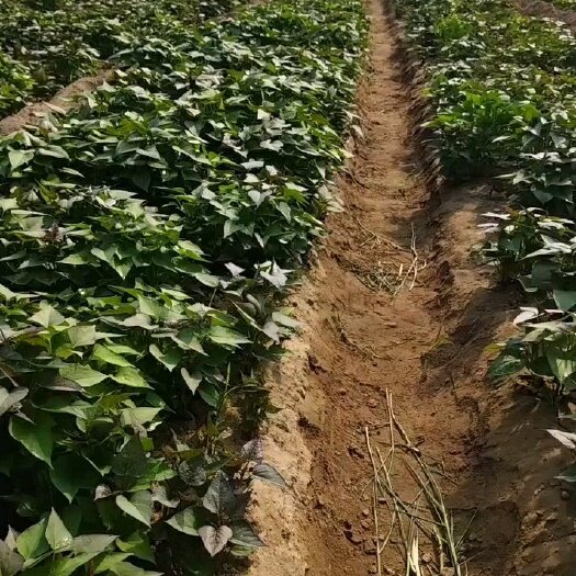 东明县西瓜红红薯苗大田苗 脱毒地瓜苗，红薯苗，高剪苗
