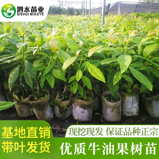哈斯牛油果苗，桂研油梨嫁接苗，广西牛油果苗，新品种